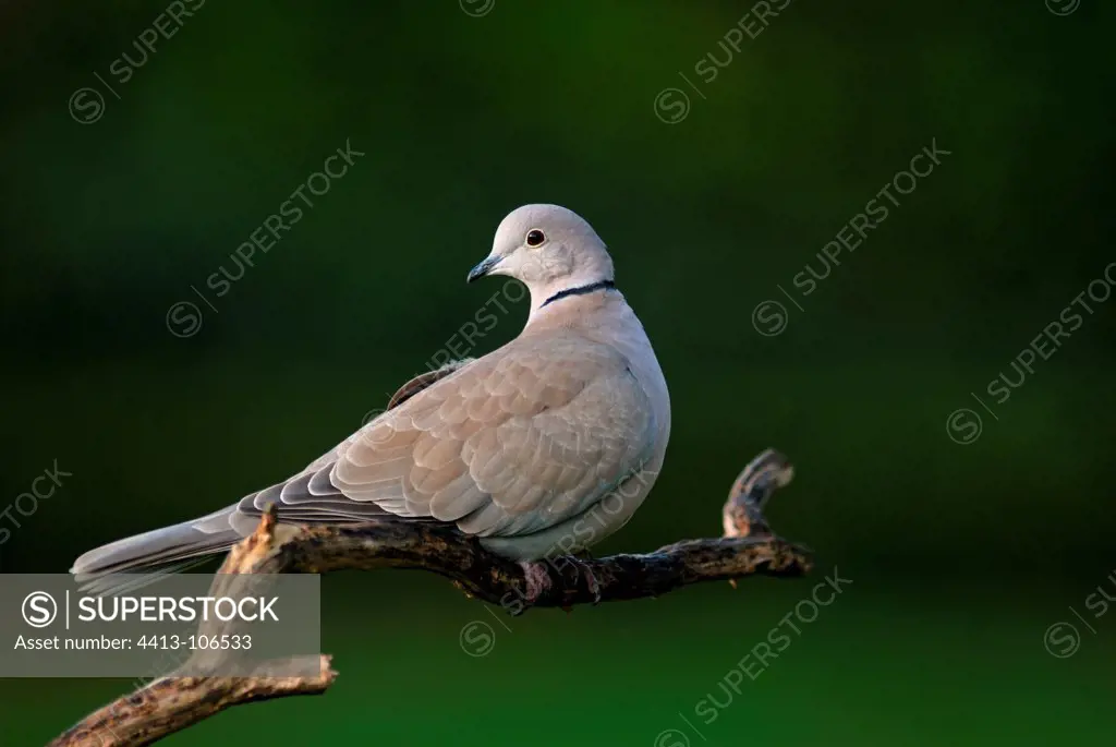 Eurasian Collared Dove on a branch Britain France