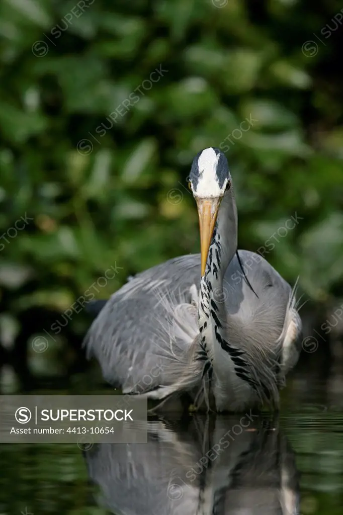 Grey heron smoothing its feathers United-Kingdom