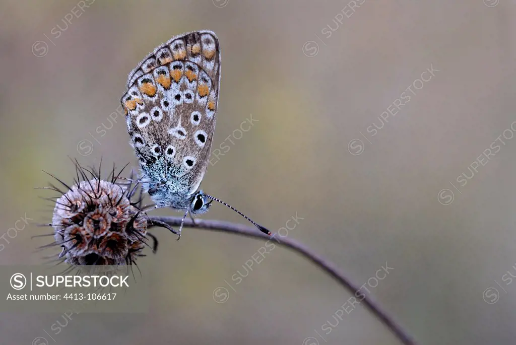 Common blue resting on the fruit of Scabiosa France