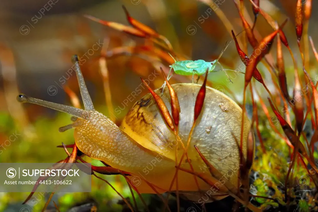 Young Burgundy Snail and aphid on Shell France