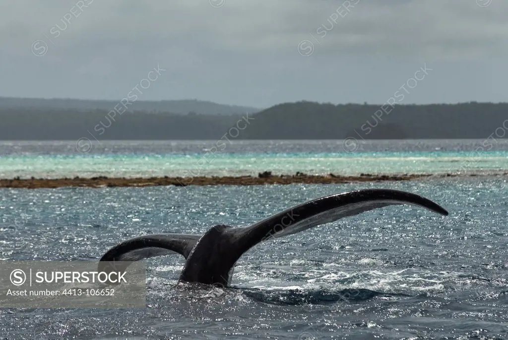 Tail of Humpback Whale above the South Pacific reef