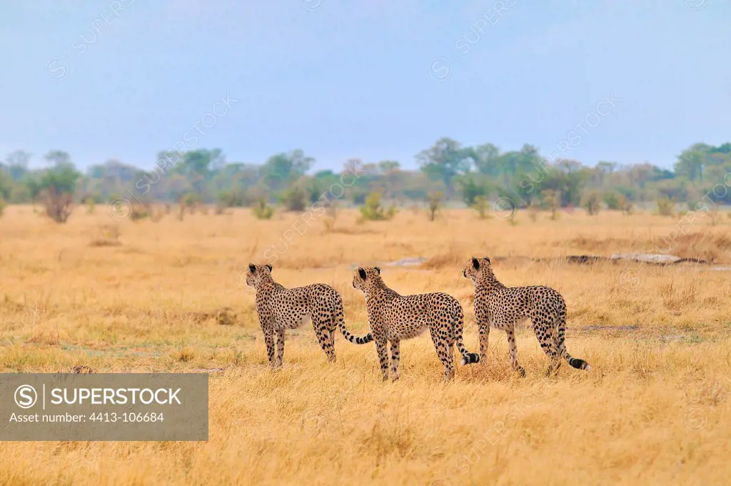 Group Cheetahs in the savanna of Botswana