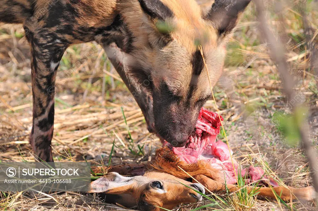 African Wild Dog eating a young Impala Botswana
