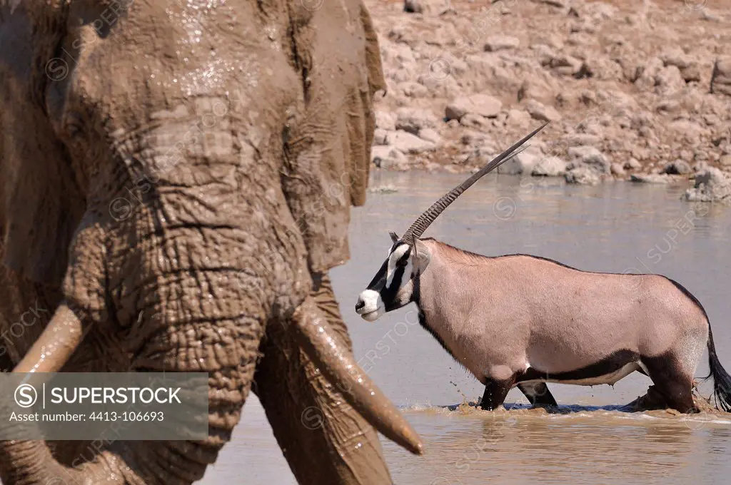 African elephant and Gemsbok in the Etosha NP Namibia