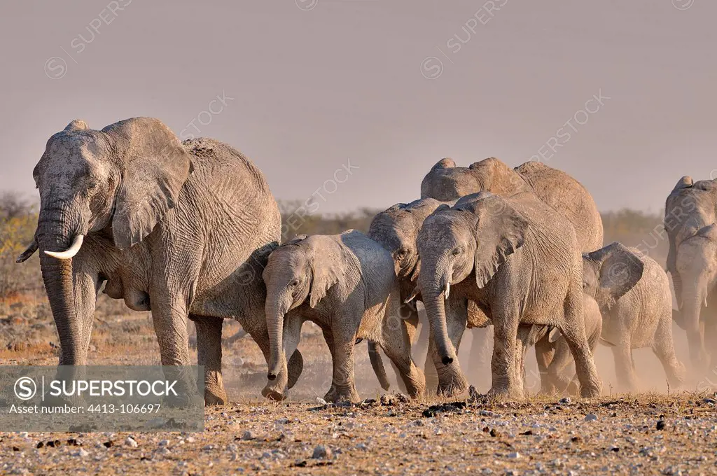 Herd of African elephants walking in Etosh NP Namibia