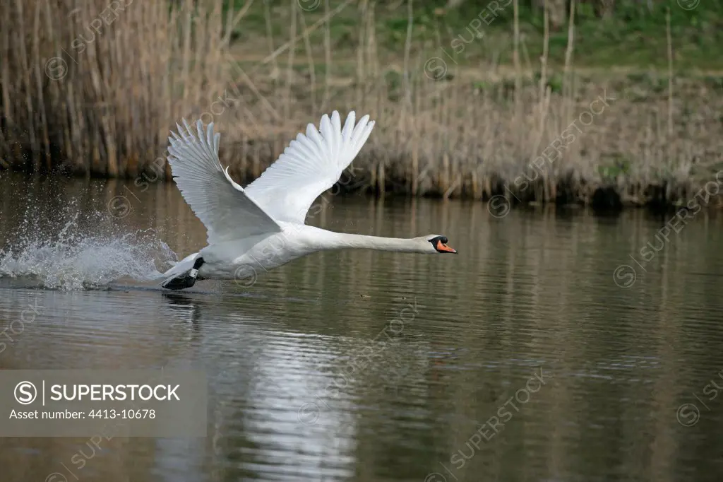 Mute swan flying away United-Kingdom