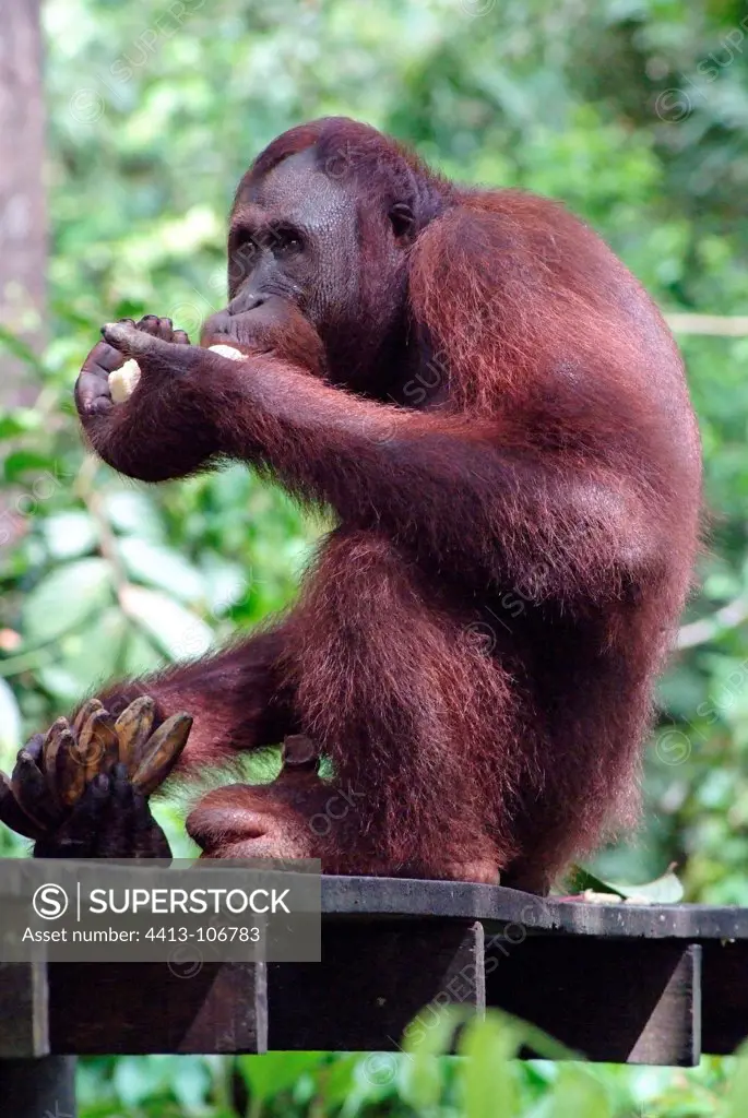 Orangutans in a conservation center in Malaysia
