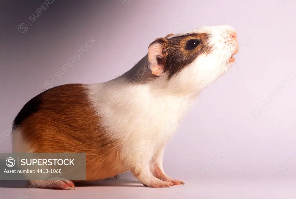 Male guinea-pig smelling