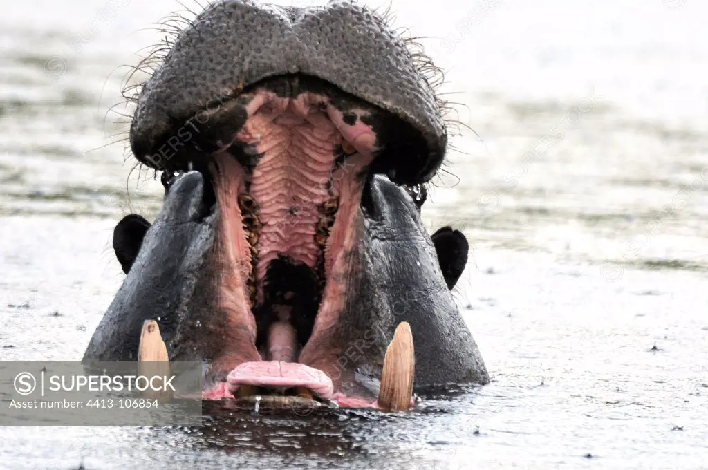 Hippo yawning in water Okavango Botswana