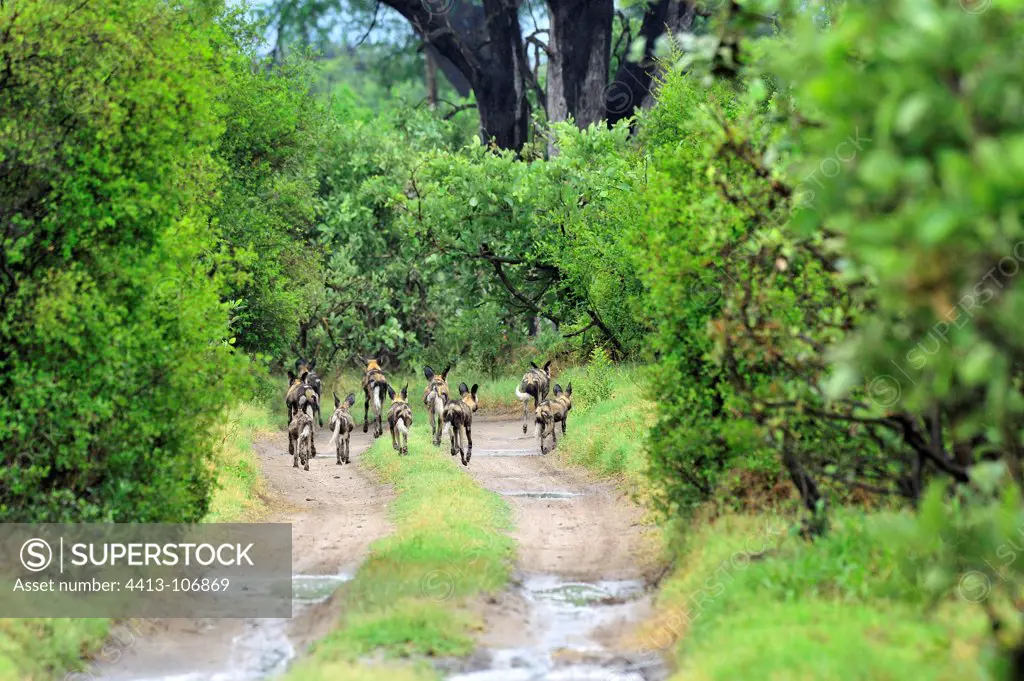 Wild dogs patrolling on a track Khwai Okavango Botswana