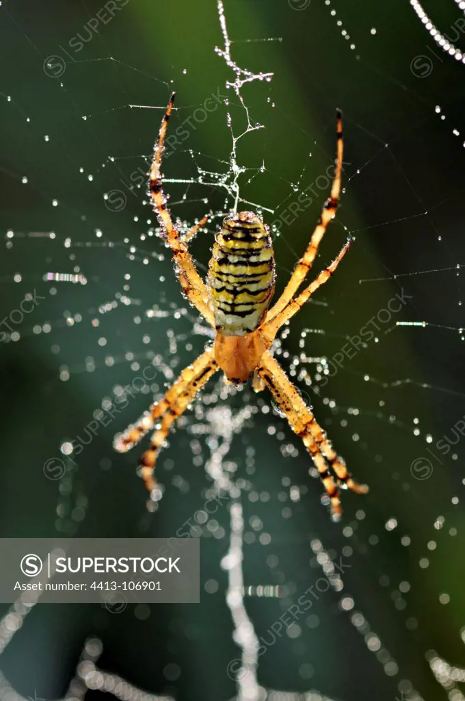 Wasp spider on it web covered with dew France