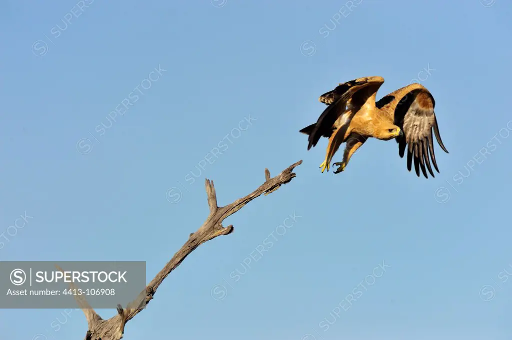 Tawny Eagle flying away Moremi Botswana