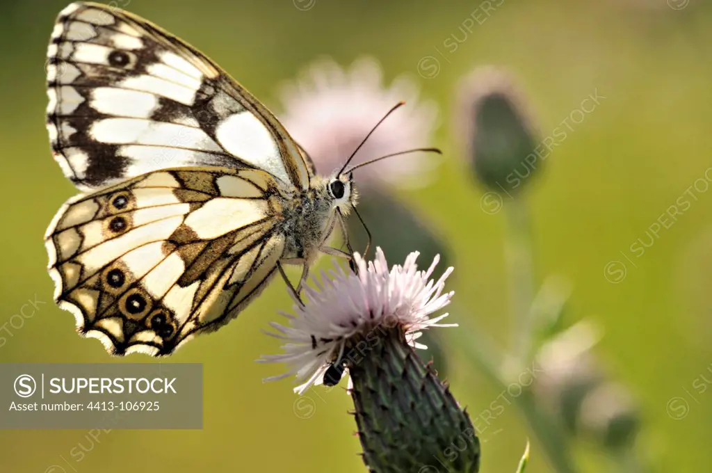 Marbled-White a flower of the thistle was in Correze France