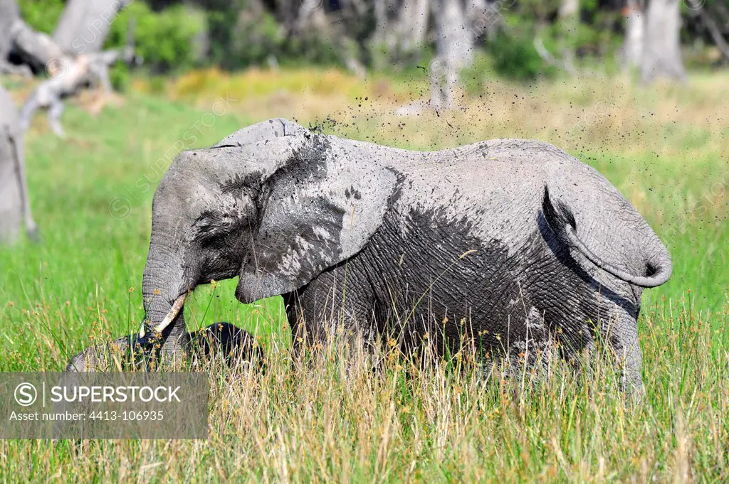 African Elephant sprinkling of mud Moremi Botswana