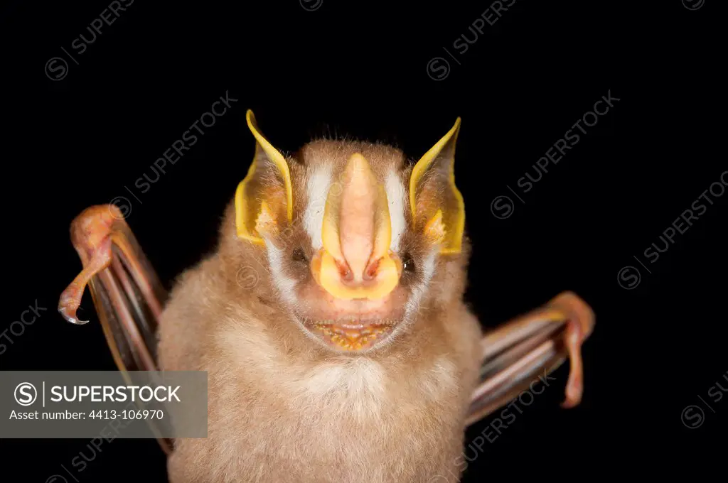 Portrait of Gnome Fruit-eating Bat Kaw French Guiana