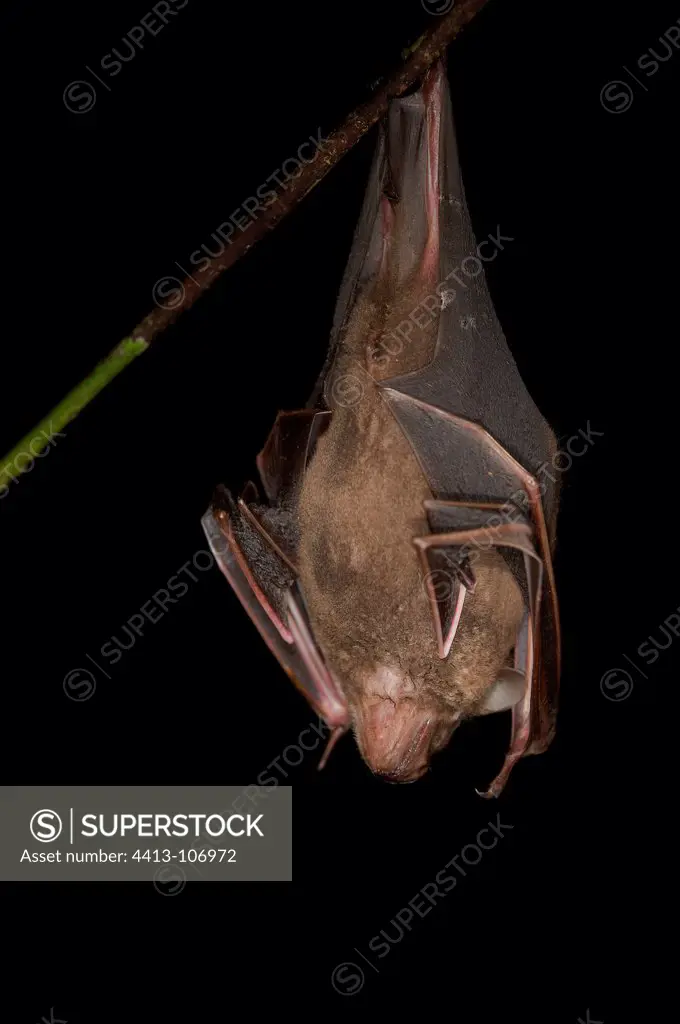 Great Fruit-eating Bat hanging from a branch French Guiana