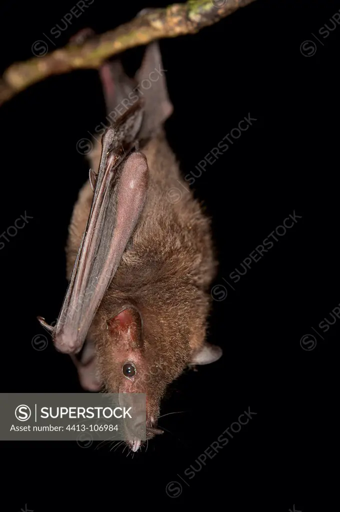 Lesser long-tailed bat suspended French Guiana