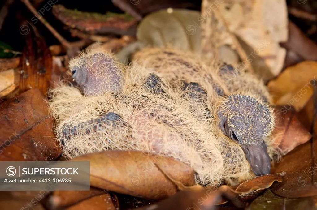 Young Ruddy Quail-Doves on nest leaves French Guiana