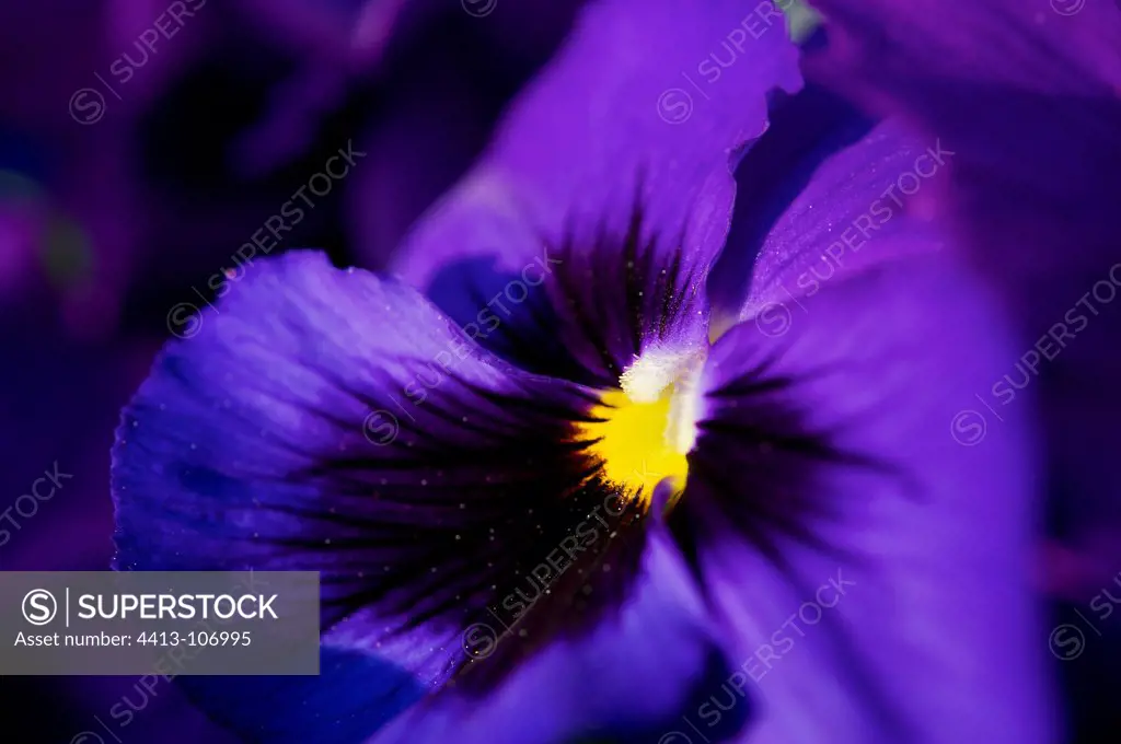 Flower Pansy violet France