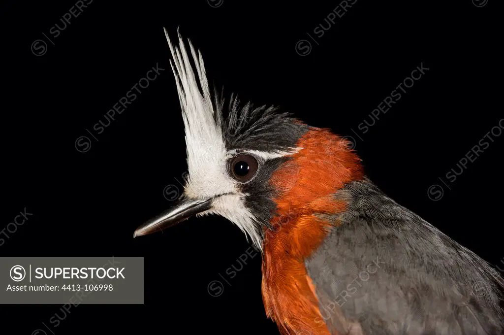 Portrait of White-plumed Antbird male French Guiana