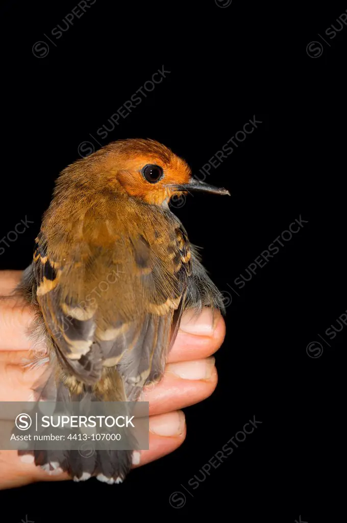 Scale-backed Antbird female on hand French Guiana