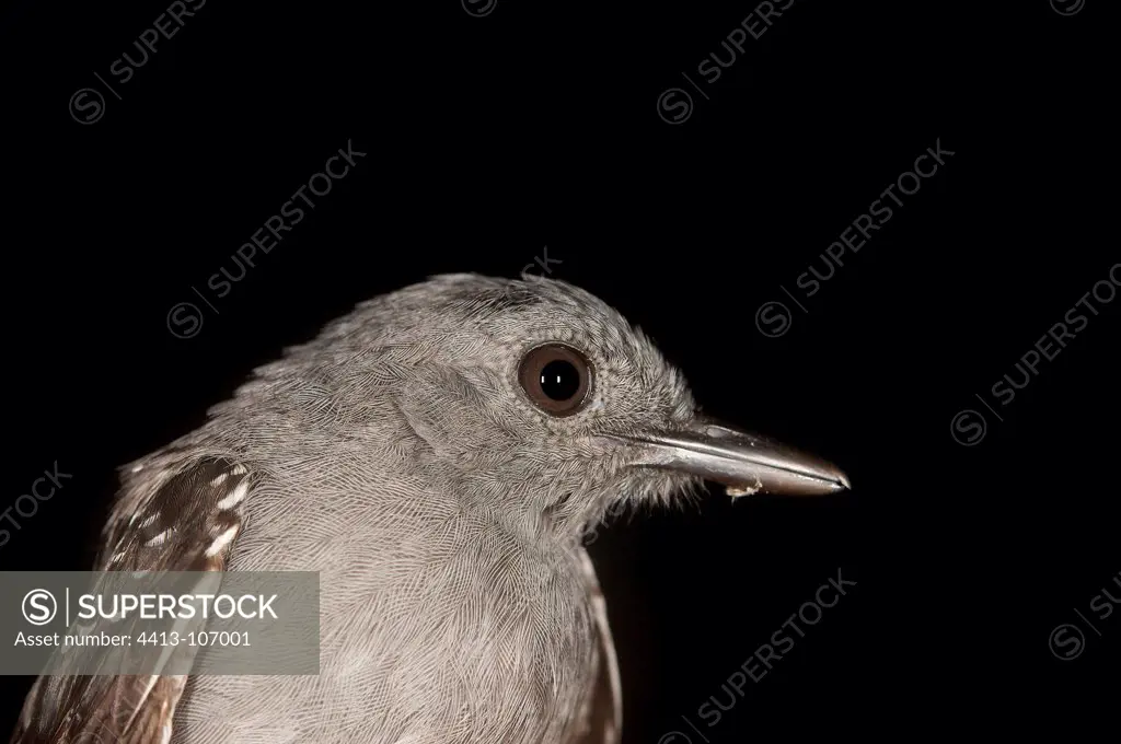 Portrait of Scale-backed Antbird maleFrench Guiana
