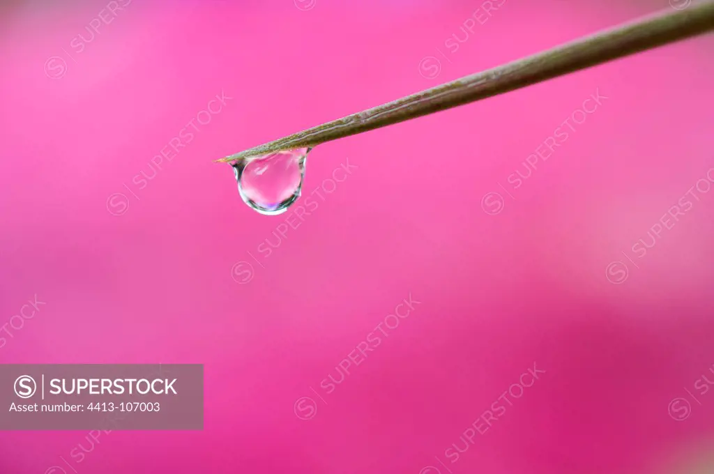 Drop of water after a leaf on a pink background