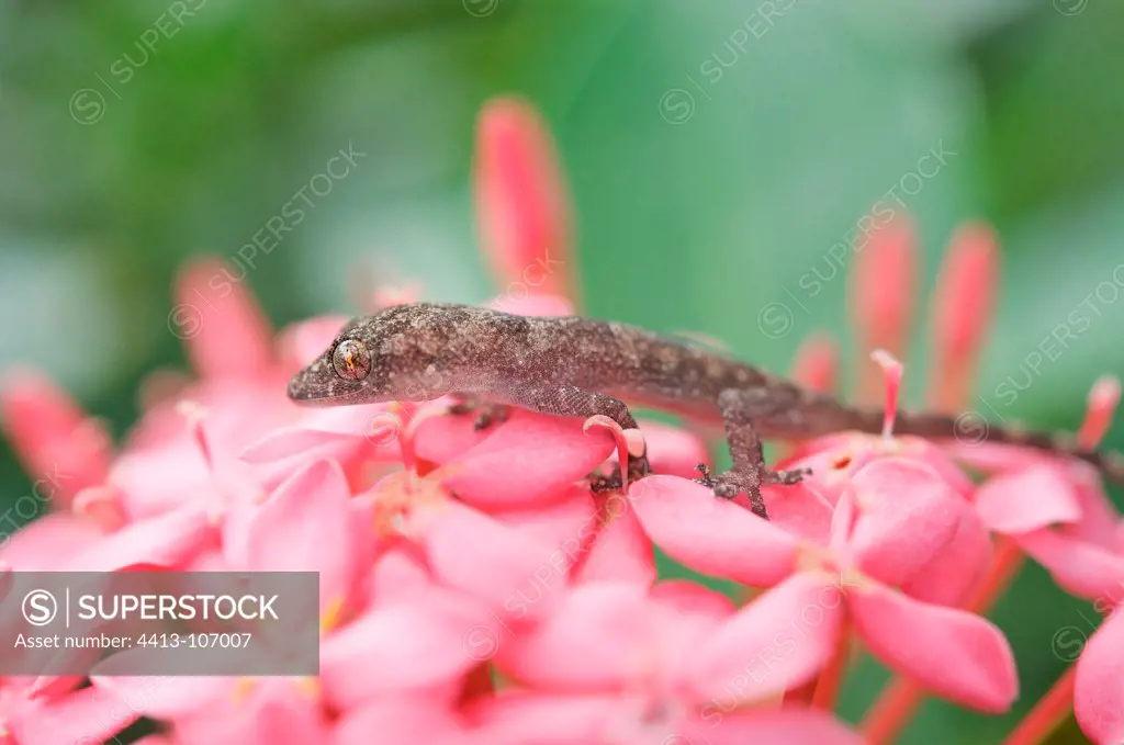 Tropical house gecko on pink flowers French Guiana