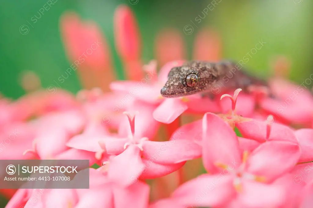 Tropical house gecko on pink flowers French Guiana