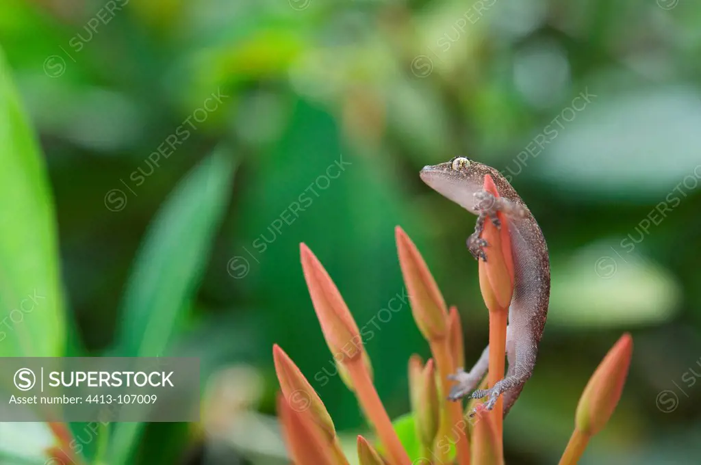 Tropical house gecko suspended from a bud French Guiana