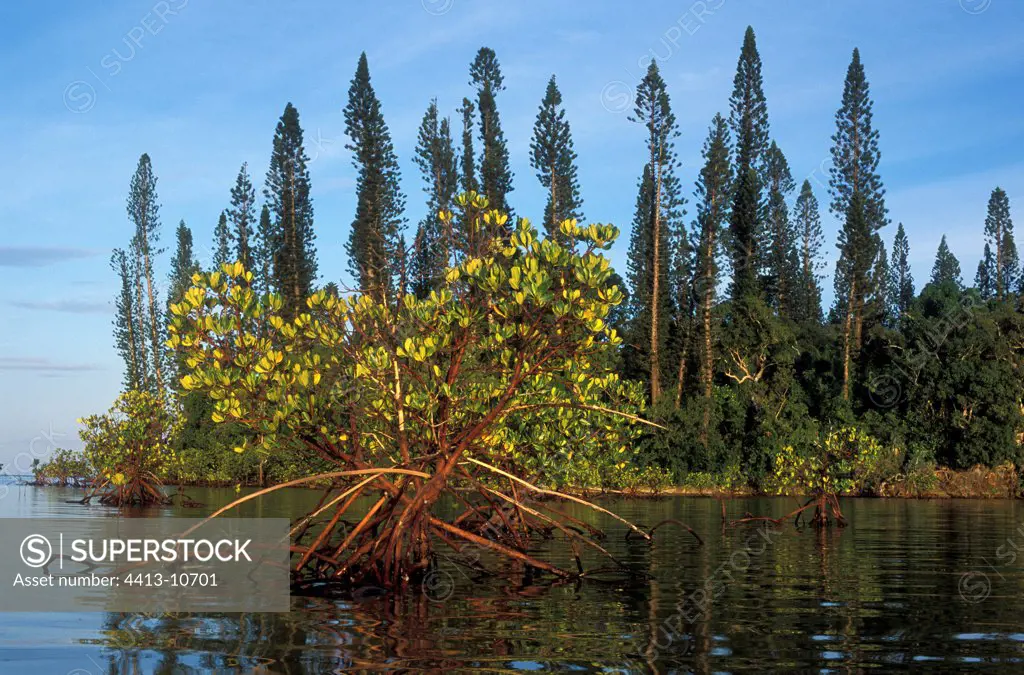 Mangrove New Caledonia