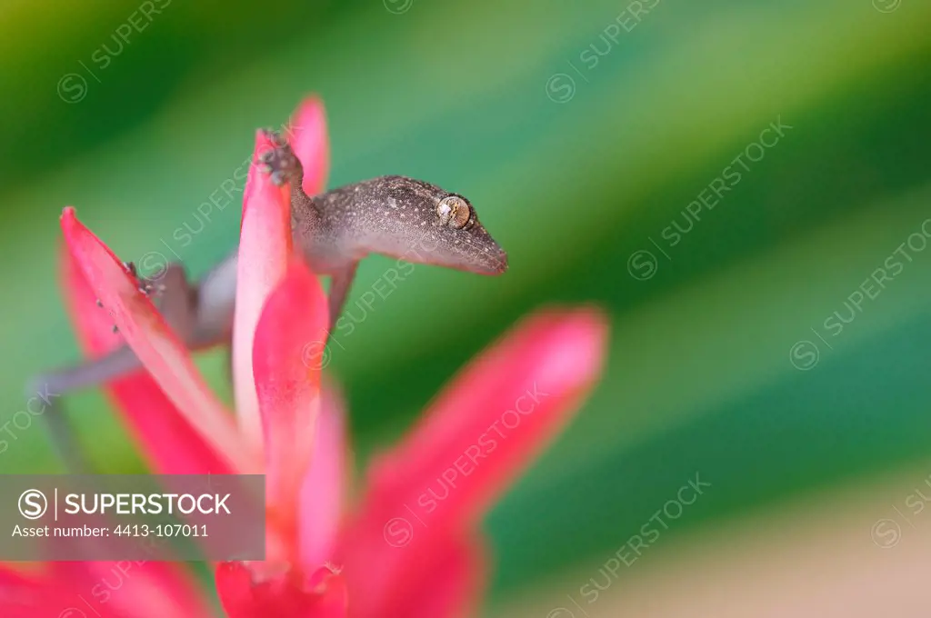 Tropical house gecko on a pink flower French Guiana