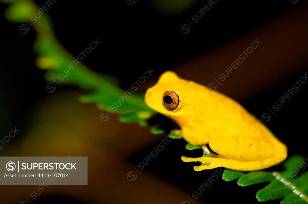 Lesser Treefrog on a leaf Kaw French Guiana
