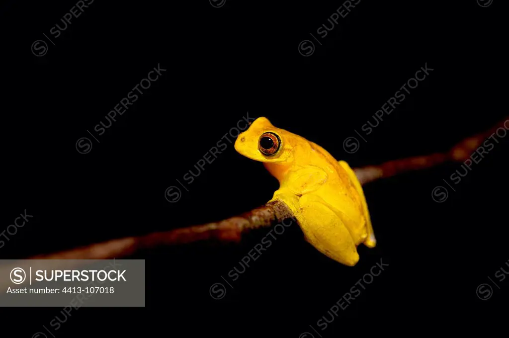 Lesser Treefrog on a branch Kaw French Guiana