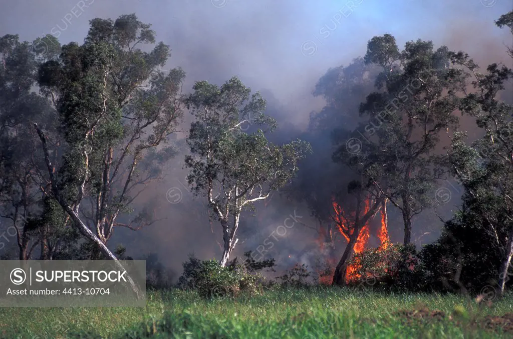 Fire in Punktree savanna New Caledonia