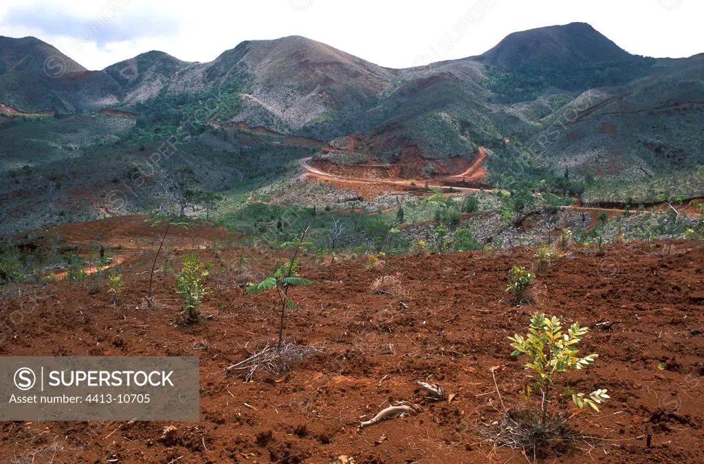 Revegetalisation on ultrabasic soil New Caledonia