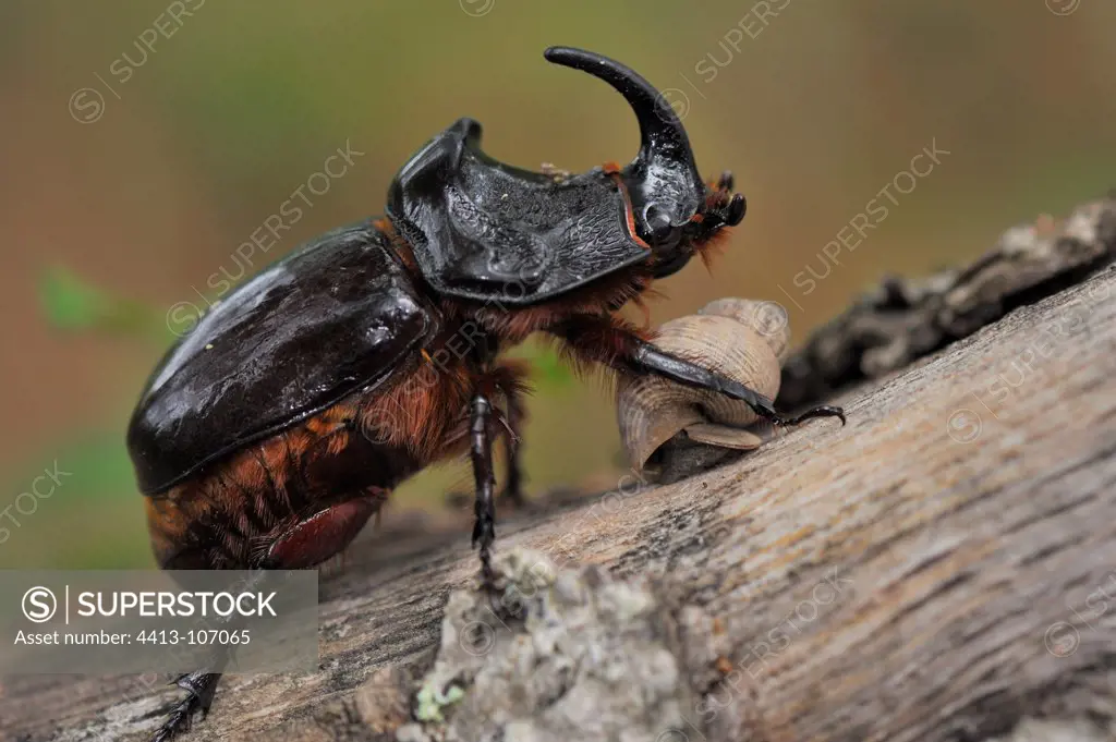 Rhinoceros beetle on a tree stump with a SnailFrance