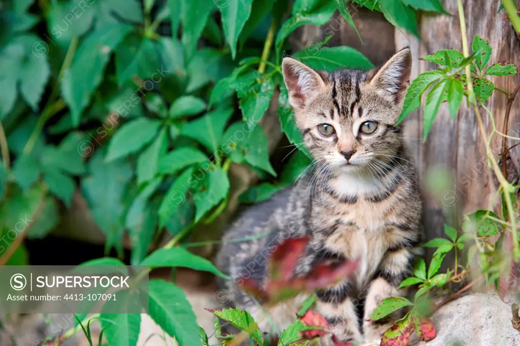 Tabby kitten in the Virginia Creeper to Oberbruck France