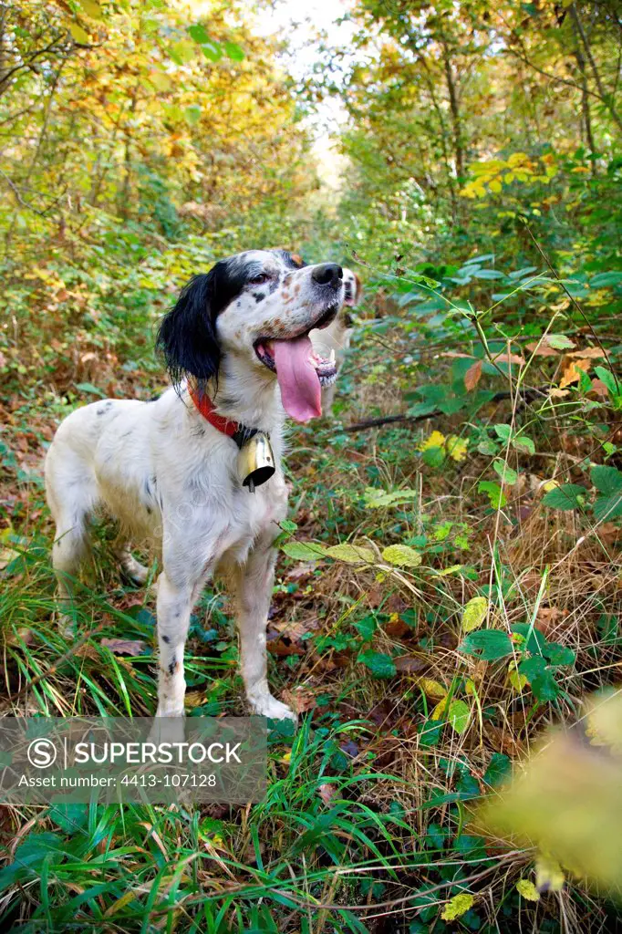 English Setter in a hunting woodcock France