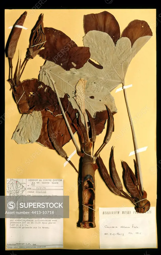 Myrmecophyl Cecropia from Guyana in herbarium MNHN Paris