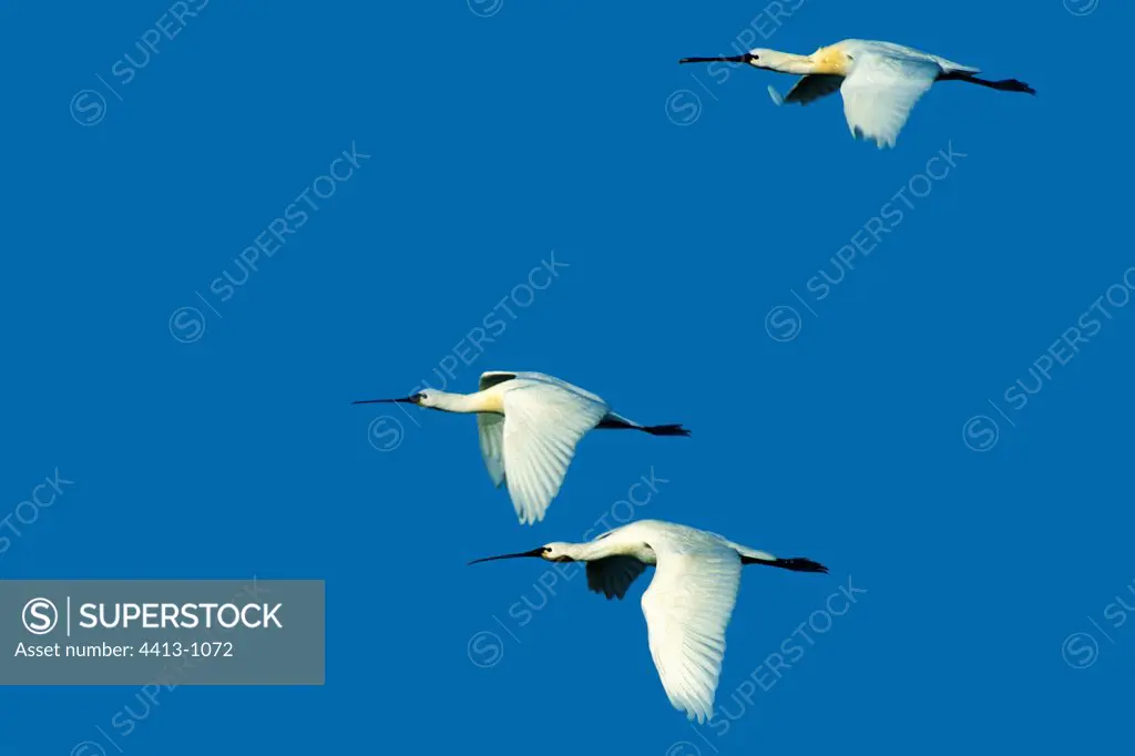 Eurasian spoonbills flying Naïla lacuna Morocco