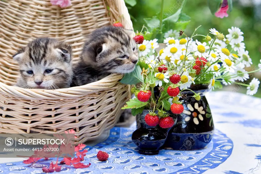 Kittens in a basket with flowers and Wild Strawberries