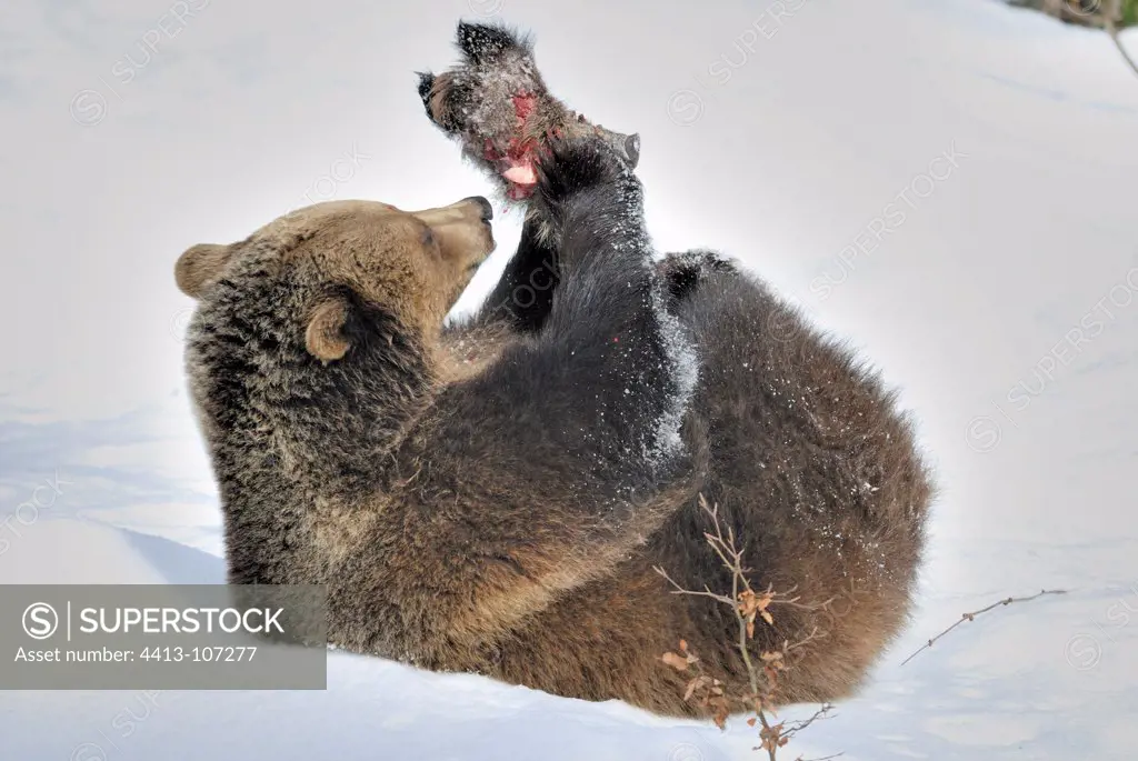 Brown bear biting the head of a boar in the snow