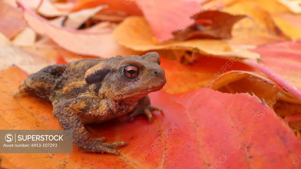Common toad on leaf litter Center France