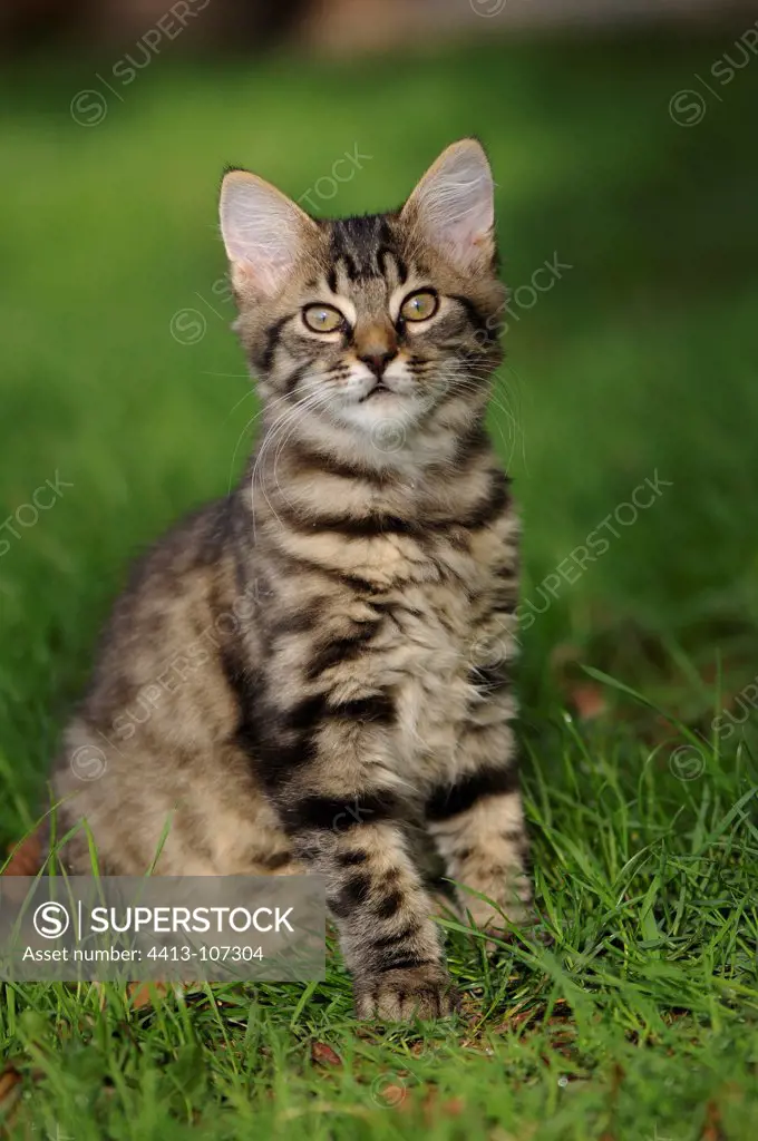 European brown tabby cat with long hair sitting in the grass