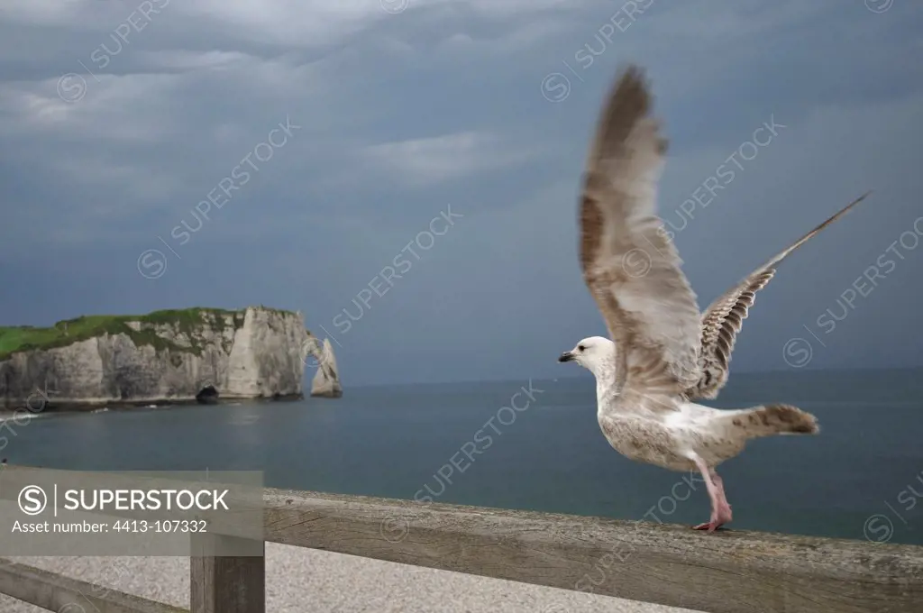 Herring gull flying Etretat Normandy France