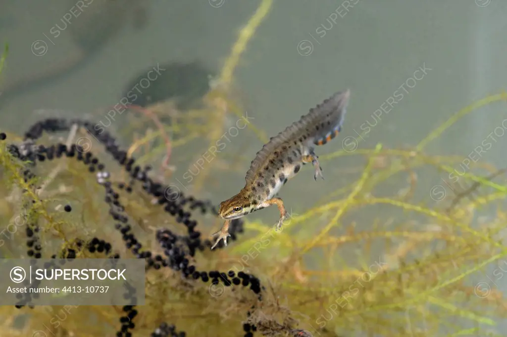 Smooth newt swimming