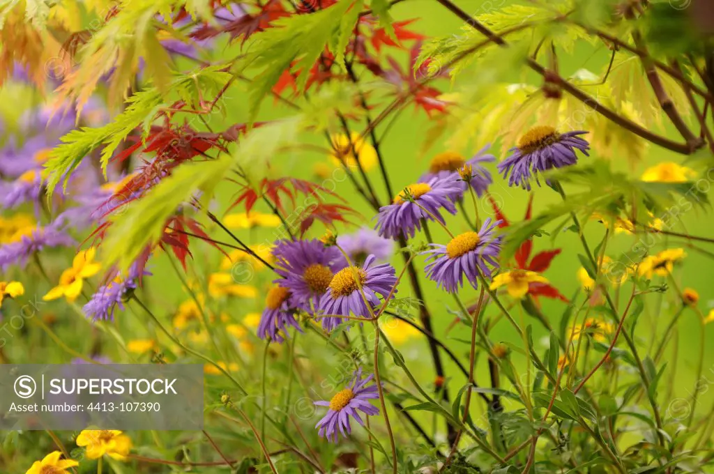 Dwarf Aster flower and Japanese Maple in Garden France