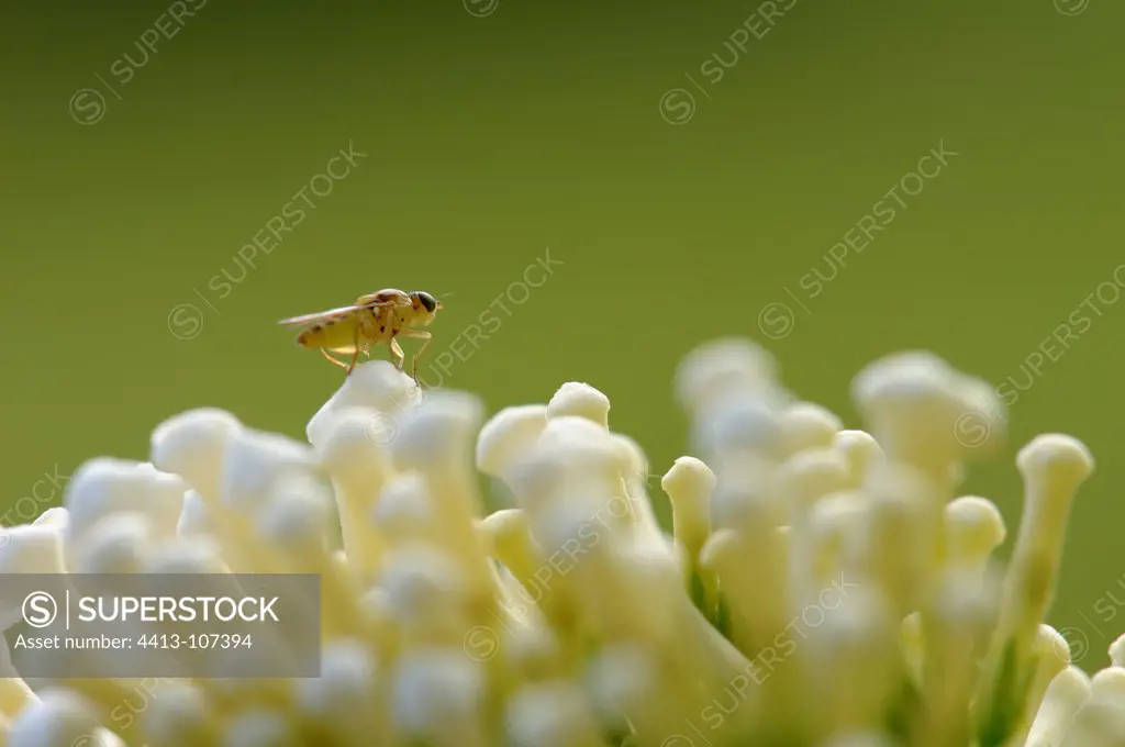 Insects on flowers of White Lilac Normandy France