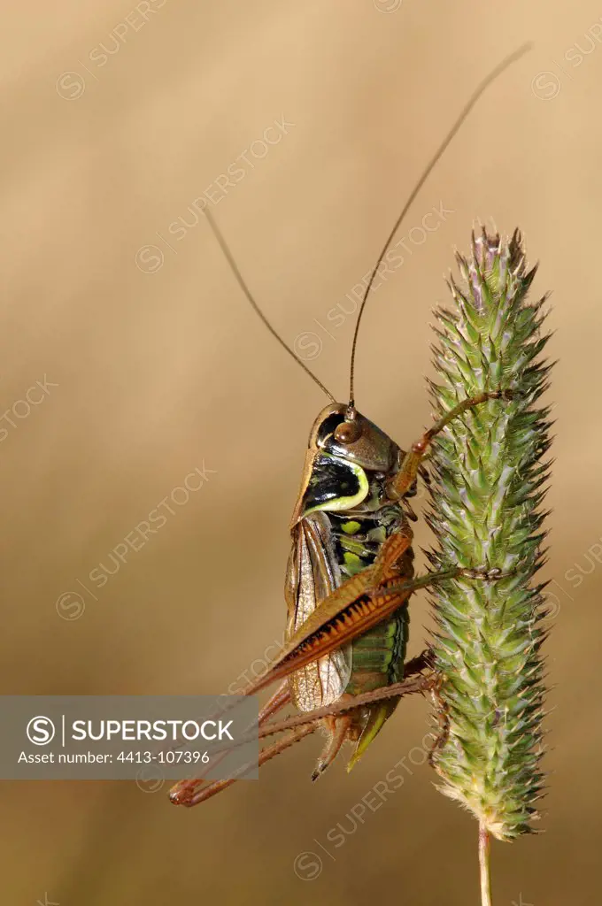 Grasshopper on grass blade of Normandy France